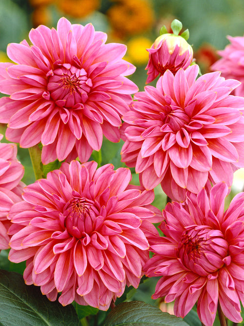 Dahlia Lucky Number bollen bestellen