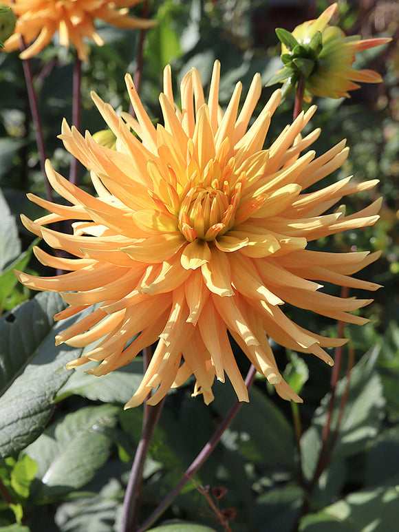 Dahlia Ludwig Helfert met feloranje semi-cactusbloemen