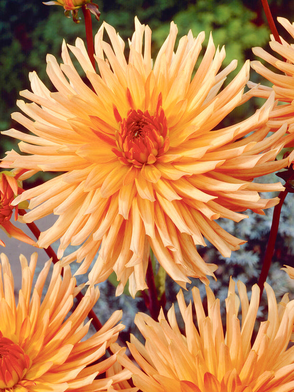 Oranje Dahlia Ludwig Helfert in een zomerse bloemenborder