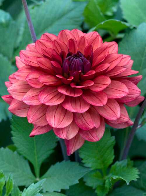 Dahlia Missis Miley met oudroze en bronskleurige bloemen
