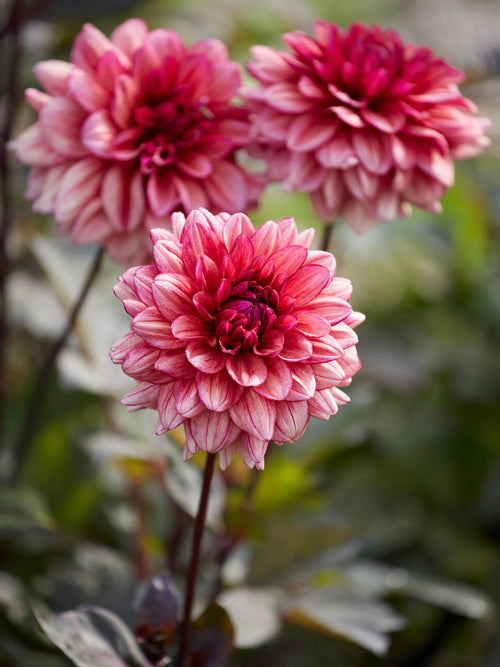 Dahlia Molly Raven in bloei met warme roze, koffie en pruimtinten.