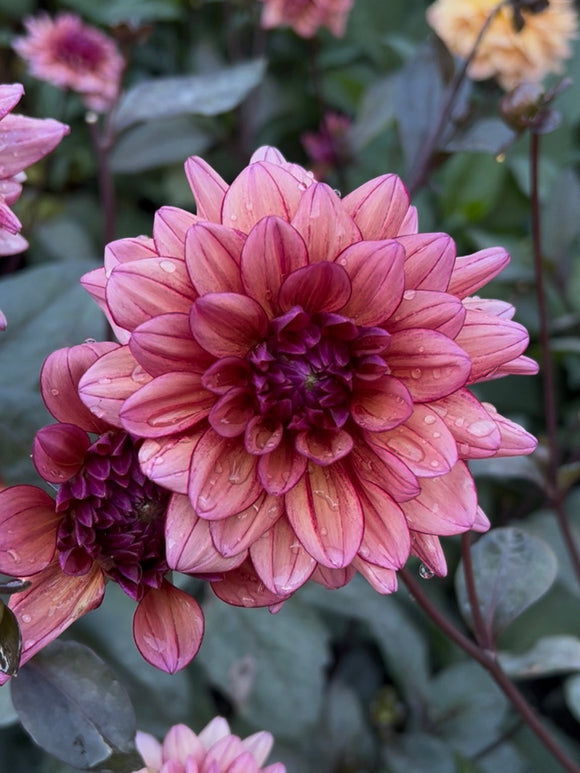 Bloeiende Dahlia Molly Raven met donkere stelen en gelaagde roze bloemen.