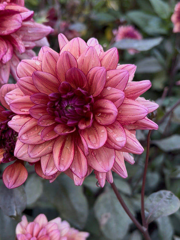 Dahlia Molly Raven in een zomerse border met warm gekleurde bloemen.
