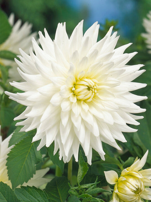 Dahlia My Love Knollen bestellen