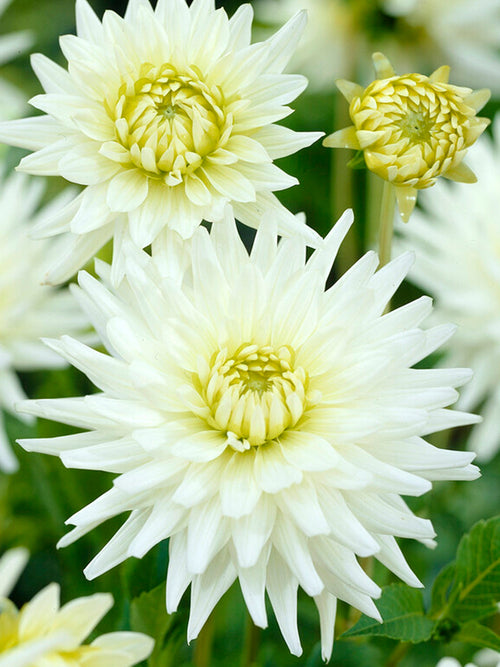 Dahlia My Love bollen kopen
