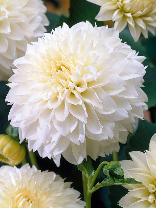 Dahlia Myama Fubuki als witte snijbloem