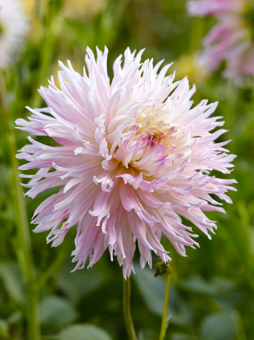 Close-up van Dahlia Nadia Ruth met fijn gefranjerde bloemblaadjes