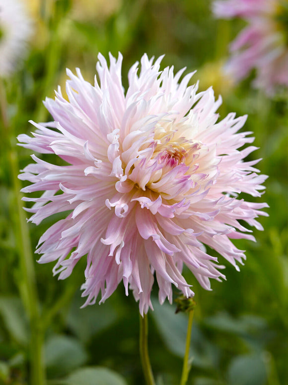 Close-up van Dahlia Nadia Ruth met fijn gefranjerde bloemblaadjes