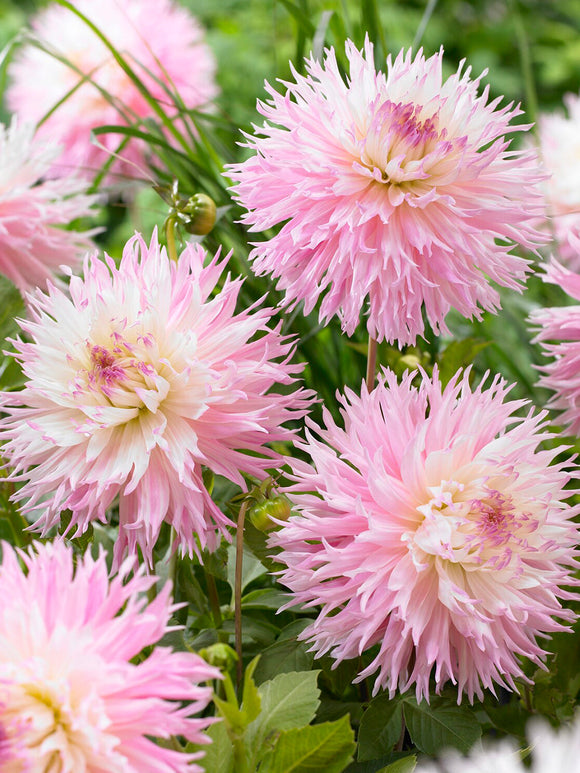 Gefranjerde Dahlia Nadia Ruth met romantische pastelkleuren