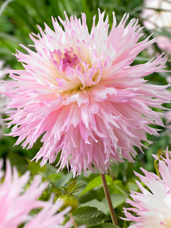 Dahlia Nadia Ruth met grote gefranjerde pastelroze bloemen
