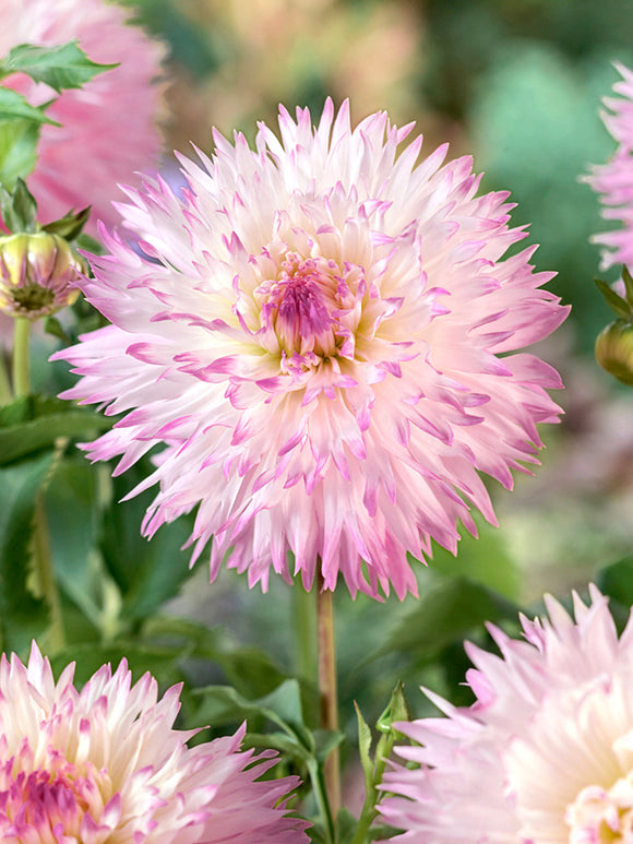 Dahlia Nadia Ruth als elegante snijbloem