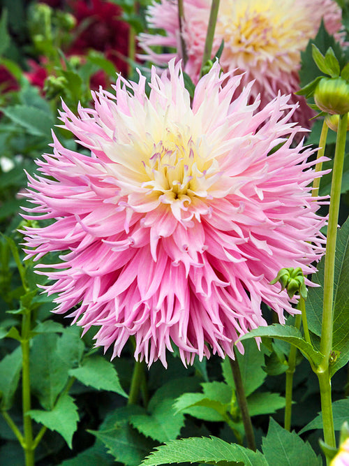 Grote dinnerplate bloemen van Dahlia Nadia Ruth