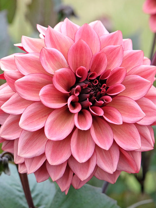 Dahlia Night Silence donkerroze bloem