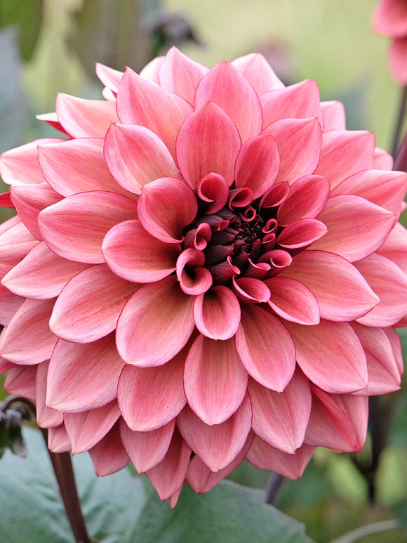 Dahlia Night Silence donkerroze bloem