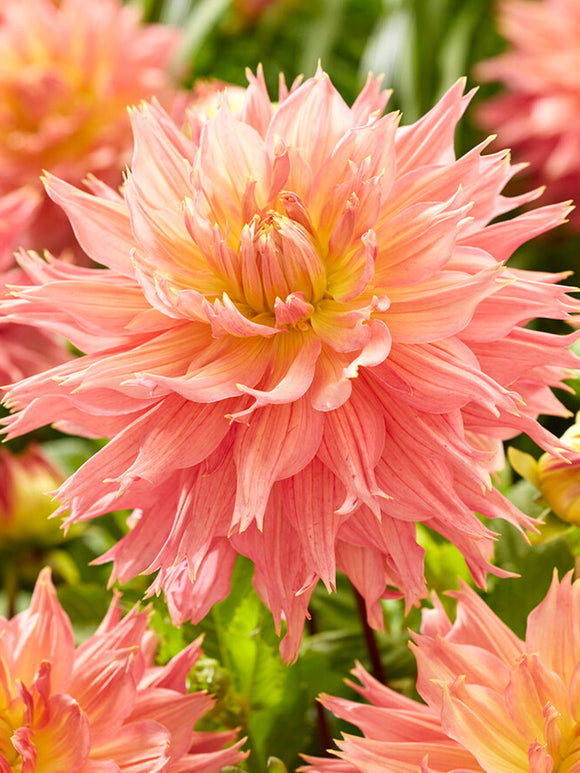 Dahlia Omega online bestellen