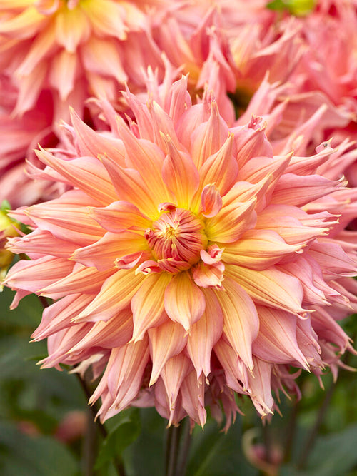 Dahlia Omega dahliaknollen