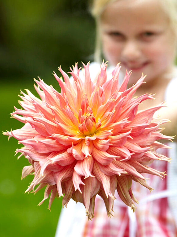 Dahlia Omega bestellen