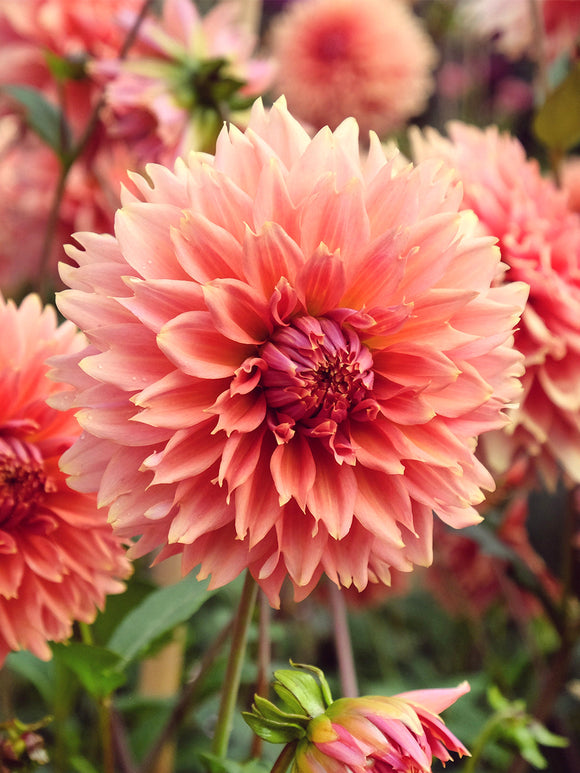 Close-up van Dahlia Orange Fubuki met fijn ingesneden bloemblaadjes