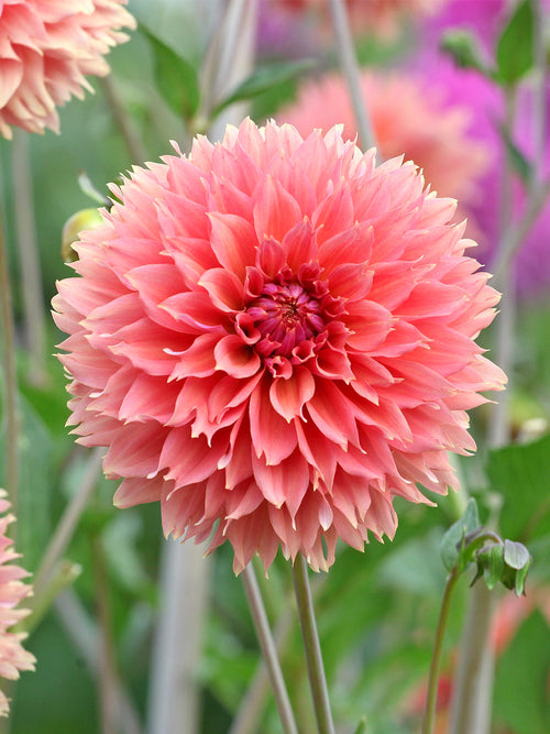 Fimbriata Dahlia Orange Fubuki in volle bloei