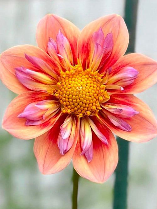 Dahlia Orange Hype bloembollen, levering in het voorjaar