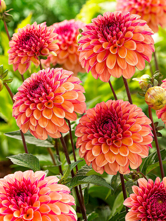 Dahlia Palmares - Dahliaknollen