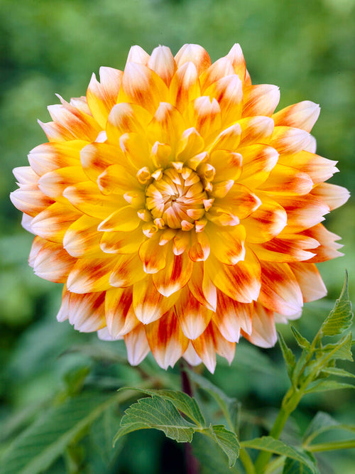 Dahlia Peaches and Cream bestellen