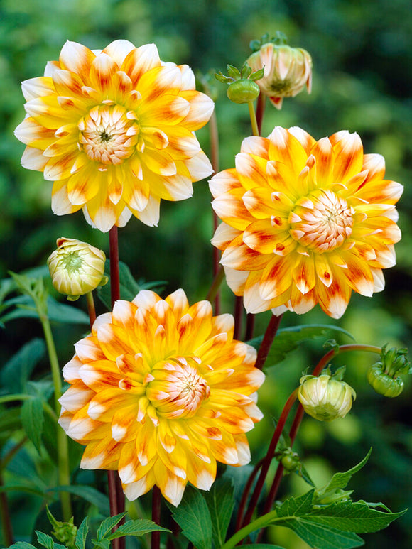 Dahlia Peaches and Cream dahliaknollen