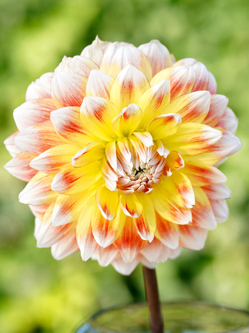 Dahlia Peaches and Cream bollen bestellen