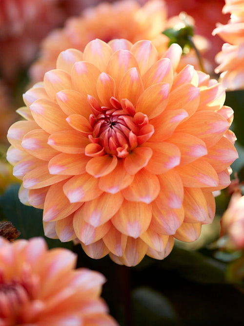 Dahlia Peaches and Vanilla - Dahliaknollen Bestellen - Dahlia's