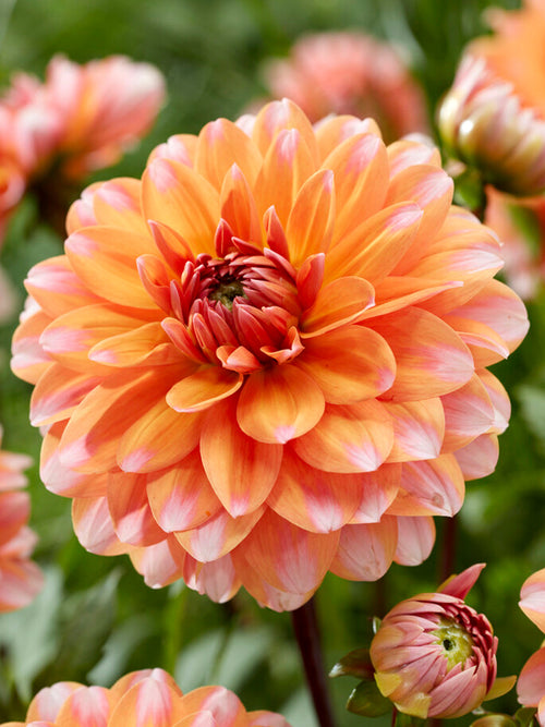 Dahlia Peaches and Vanilla - Dahliaknollen Bestellen - Dahlia's
