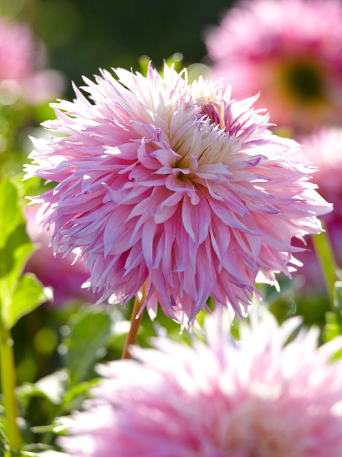 Dahlia Pinelands Princess knollen, levering in het voorjaar voor voorjaarsaanplant