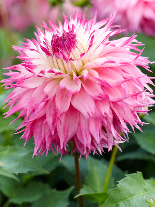 Dahlia Pinelands Princess fimbriata knollen met levering in het voorjaar