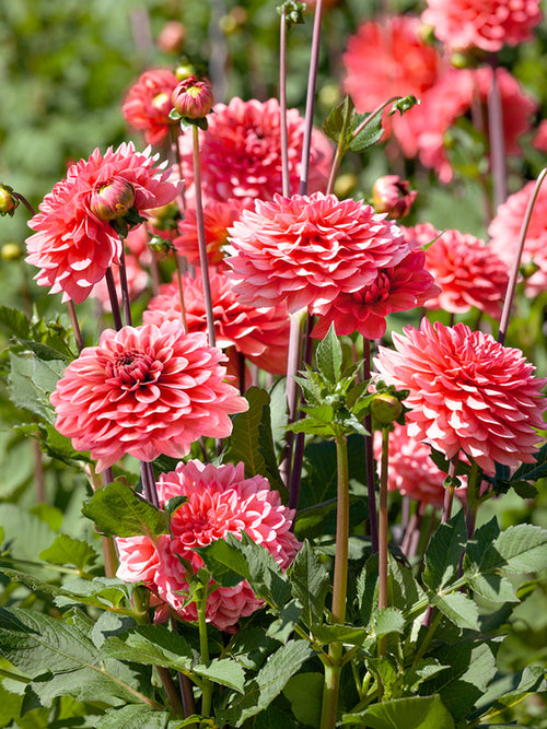 Dahliaknollen Pink Runner