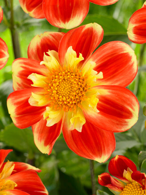 Dahlia Pooh bestellen