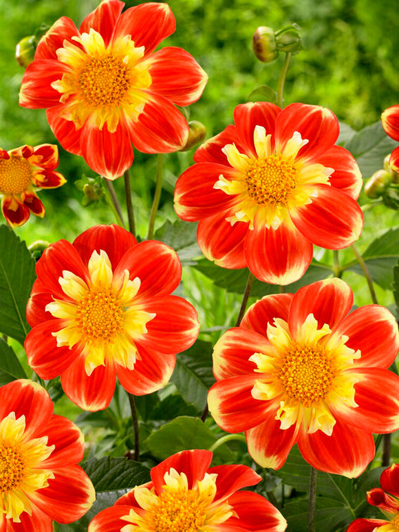 Dahlia Pooh bollen kopen