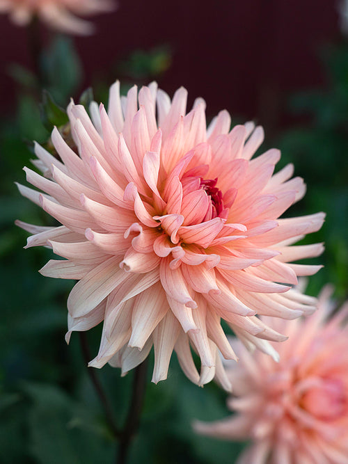 Gezonde Dahlia Preference knollen voor het planten