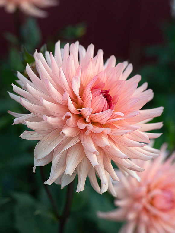 Gezonde Dahlia Preference knollen voor het planten