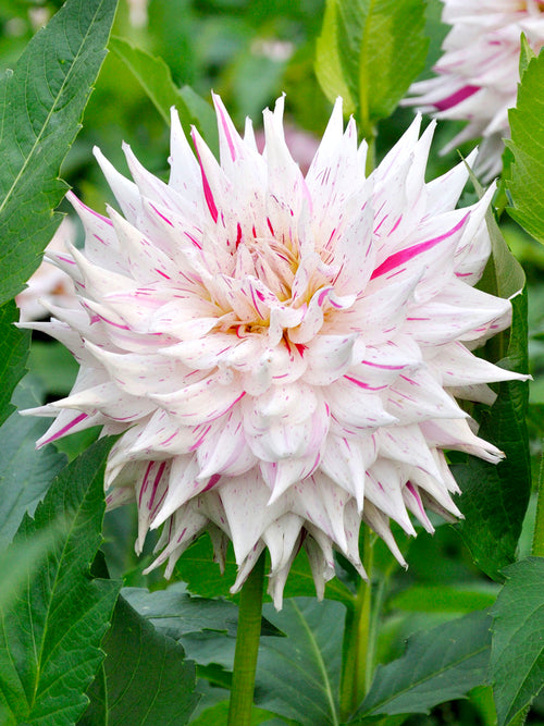 Dahlia Prince Valiant Bestellen 0 Dahliaknollen Prince Valiant