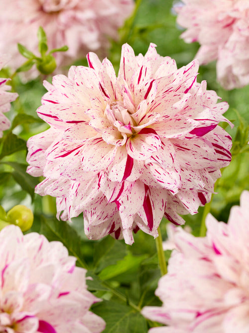 Dahliaknollen Prince Valiant