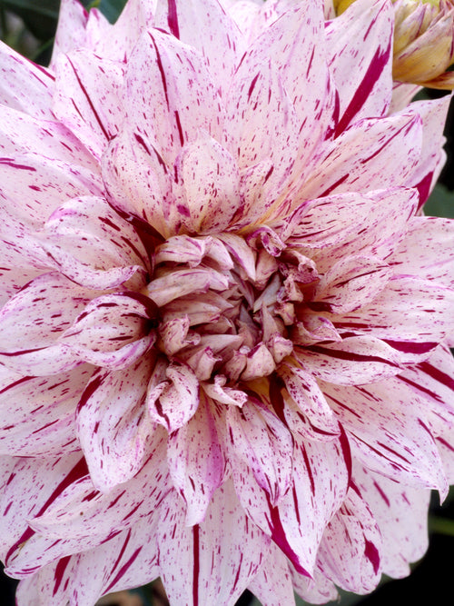 Dahlia Prince Valiant bestellen