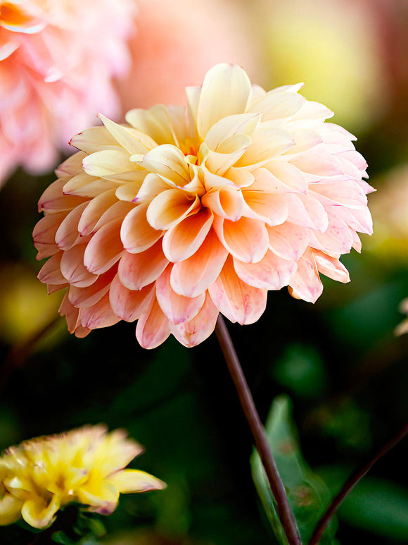 Dahlia Princesse Elisabeth