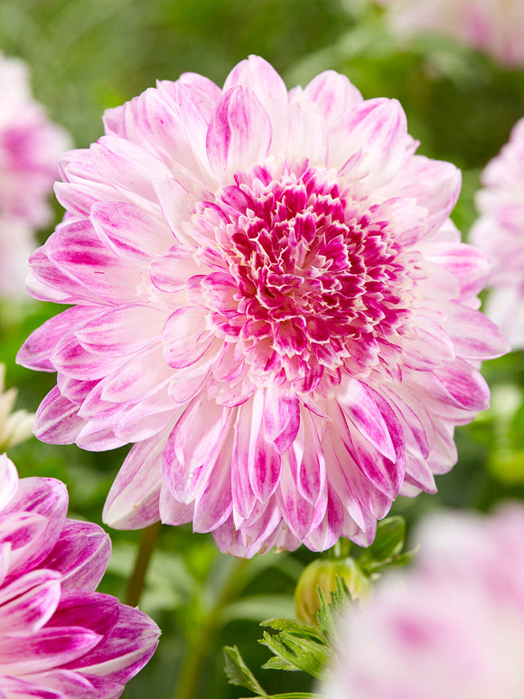 Dahlia Que Sera knollen, levering in het voorjaar voor voorjaarsaanplant