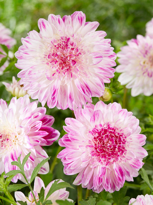 Dahlia Que Sera anemoondahlia knollen met levering in het voorjaar