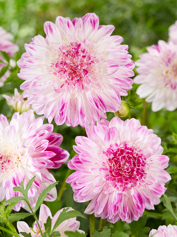 Dahlia Que Sera anemoondahlia knollen met levering in het voorjaar