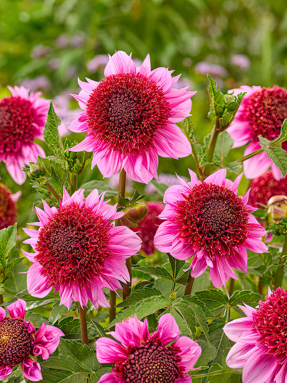 Dahlia ‘Raspberry Puff’ knollen | Anemonen-dahlia | DutchGrown™