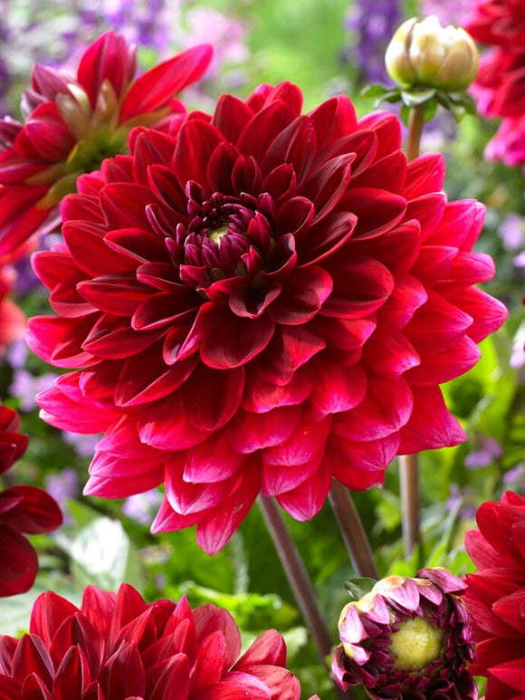Dahliaknollen bestellen Red Runner