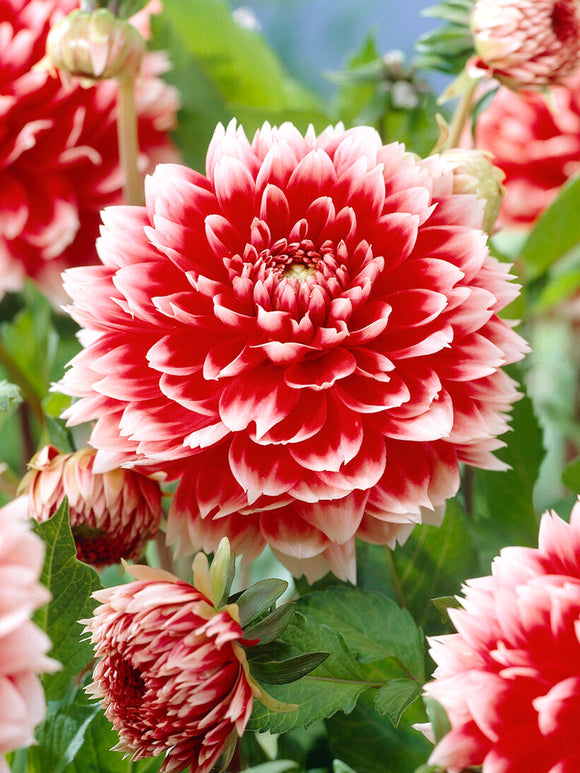 Koop Dahlia Red and White Fubuki knollen voor een kleurrijke zomertuin