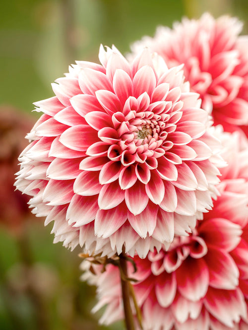Dahlia Red and White Fubuki knollen, levering in het voorjaar voor voorjaarsaanplant