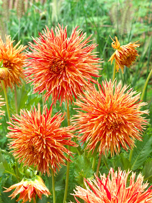 Koop Dahlia Rejman's Firecracker knollen voor een kleurrijke zomertuin