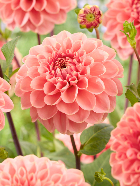 Koop Dahlia Romance knollen voor een romantische zomertuin